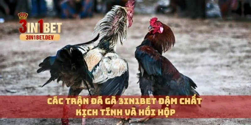 Đá Gà 3in1bet Trực Tiếp – Kịch Tính Trên Từng Trận Đấu Gà 4 Các trận đá gà 3in1bet đậm chất kịch tính và hồi hộp