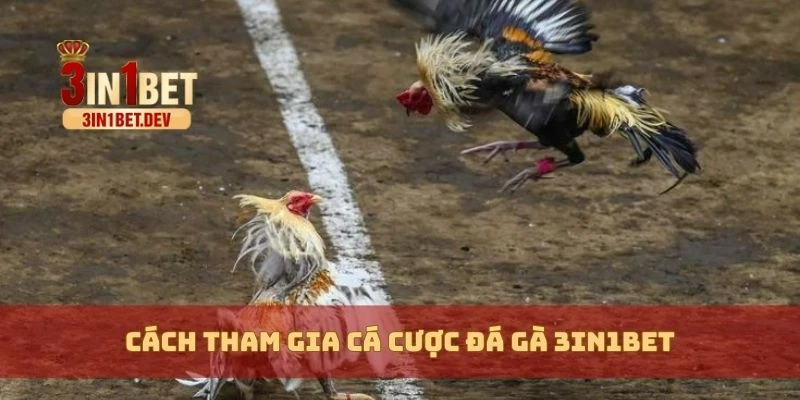 Đá Gà 3in1bet Trực Tiếp – Kịch Tính Trên Từng Trận Đấu Gà 3 Cách tham gia cá cược đá gà 3in1bet