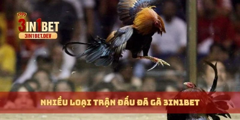 Đá Gà 3in1bet Trực Tiếp – Kịch Tính Trên Từng Trận Đấu Gà 2 Nhiều loại trận đấu đá gà 3in1bet