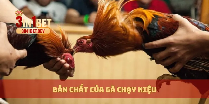 Gà Chạy Kiệu – Dấu Hiệu Chiến Kê Hay Hay Là Tật Xấu Tiềm Ẩn? 2 Bản chất của gà chạy kiệu
