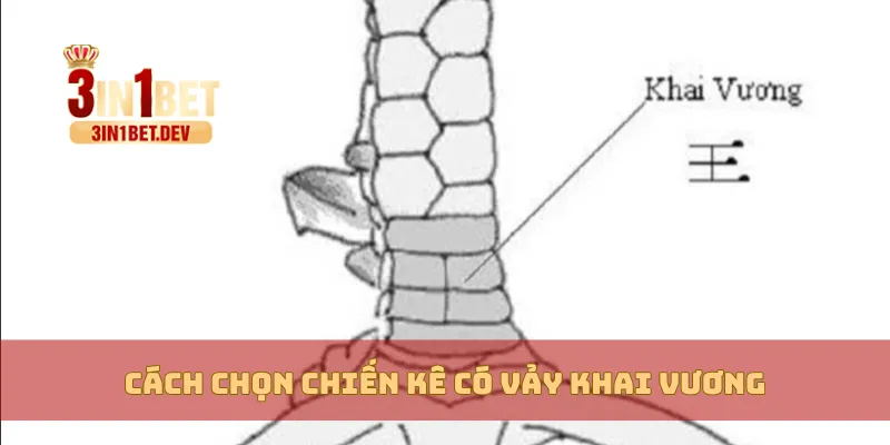 Vảy Khai Vương Là Gì? Hiểu Đúng Để Chọn Chiến Kê Chuẩn 4 Cách chọn chiến kê có vảy khai vương