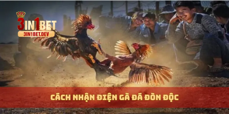 Gà Đá Đòn Độc Là Gì? Cách Nhận Biết Và Huấn Luyện Chuẩn Xác 3 Cách nhận điện gà đá đòn độc