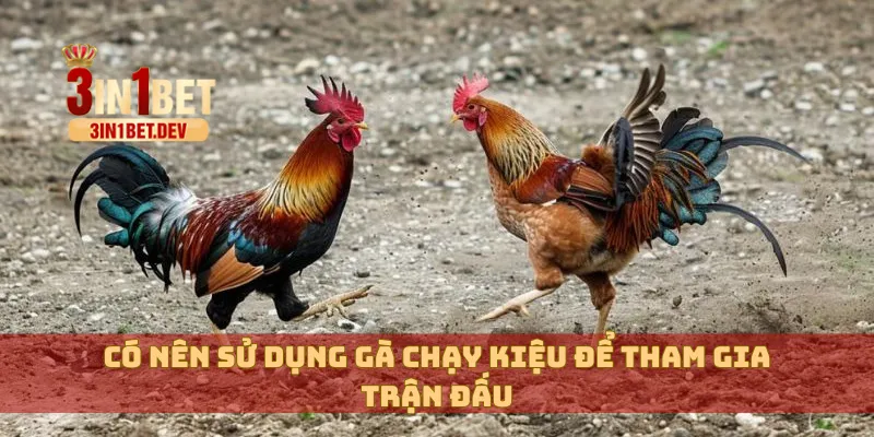 Gà Chạy Kiệu – Dấu Hiệu Chiến Kê Hay Hay Là Tật Xấu Tiềm Ẩn? 4 Có nên sử dụng gà chạy kiệu để tham gia trận đấu