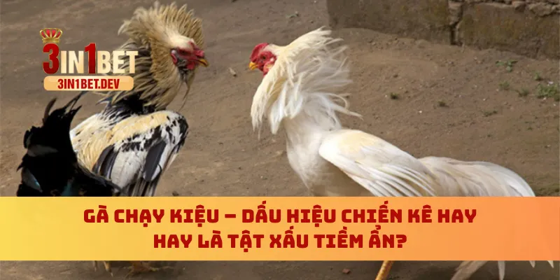 gà chạy kiệu