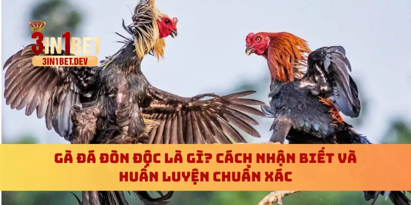 Gà đá đòn độc