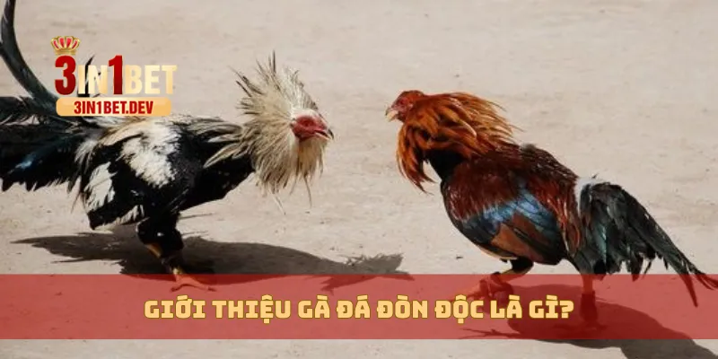 Gà Đá Đòn Độc Là Gì? Cách Nhận Biết Và Huấn Luyện Chuẩn Xác 2 Giới thiệu gà đá đòn độc là gì?