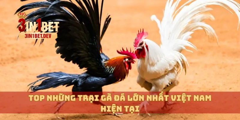 Trại Gà Đá Lớn Nhất Việt Nam Ở Đâu? Hé Lộ Tên Tuổi Thật Sự 3 Top những trại gà đá lớn nhất Việt Nam hiện tại