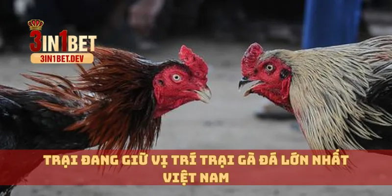 Trại Gà Đá Lớn Nhất Việt Nam Ở Đâu? Hé Lộ Tên Tuổi Thật Sự 4 Trại đang giữ vị trí trại gà đá lớn nhất Việt Nam
