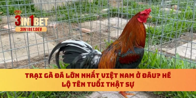 Trại gà đá lớn nhất Việt Nam
