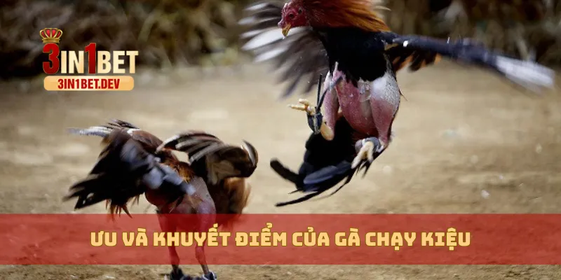 Gà Chạy Kiệu – Dấu Hiệu Chiến Kê Hay Hay Là Tật Xấu Tiềm Ẩn? 3 Ưu và khuyết điểm của gà chạy kiệu